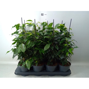 Ficus benja. 'Danielle'