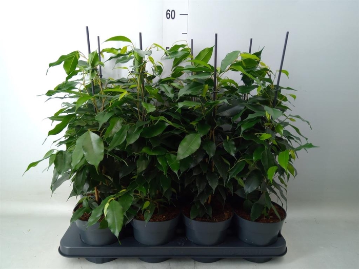 <h4>Ficus benja. 'Danielle'</h4>