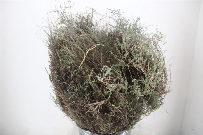 <h4>Thyme P/bunch Falso 300gr</h4>