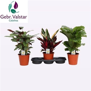 Calathea gemengd