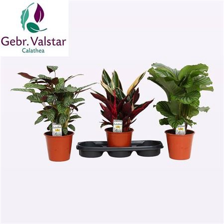 <h4>Calathea gemengd</h4>