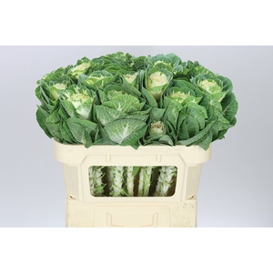 Brassica White Crane