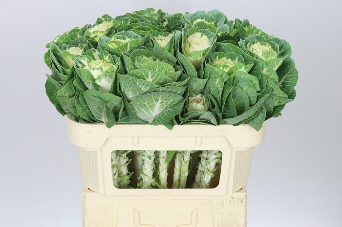 <h4>Brassica White Crane</h4>