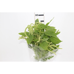 AMARANTHUS VERDE PENDENTE 070 CM