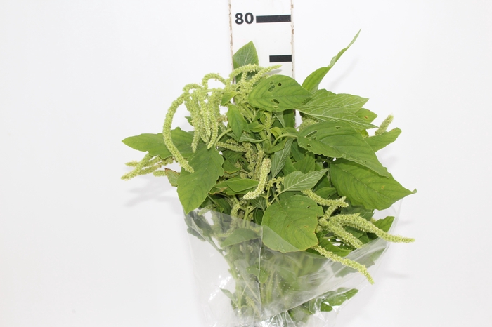 <h4>AMARANTHUS VERDE PENDENTE 070 CM</h4>