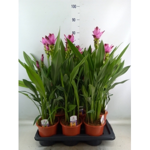 Curcuma alism. 'Siam Splash'