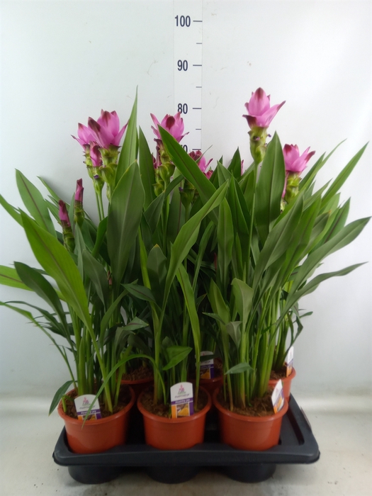 <h4>Curcuma alism. 'Siam Splash'</h4>