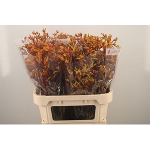 Anigozanthos Gold Fever