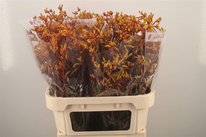 <h4>Anigozanthos Gold Fever</h4>