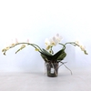 Aromio Diversen 2 spike