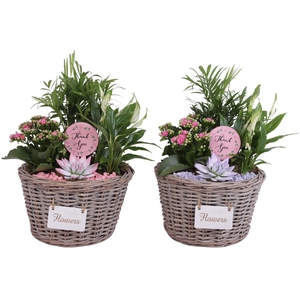Mothersday Arr. Indoor Willow Basket Flowersign Ø27cm 4PP