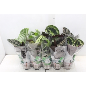 CALATHEA INSIGNIS P12