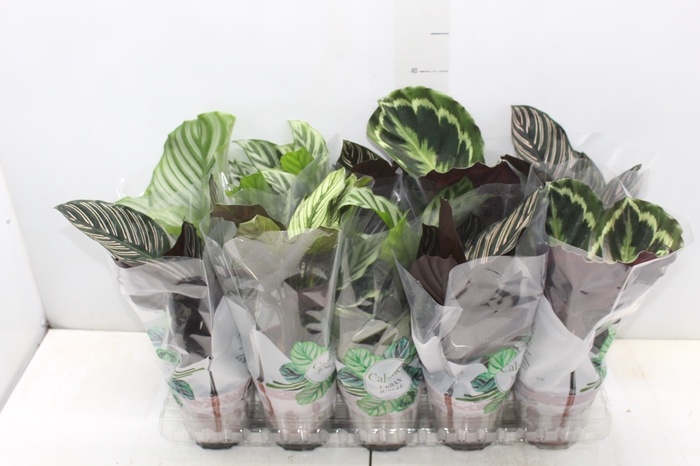 <h4>CALATHEA INSIGNIS P12</h4>