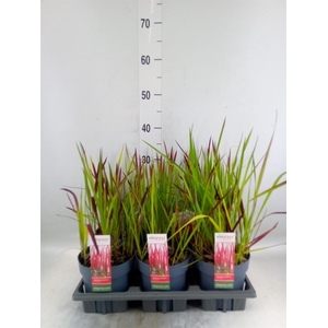 Imperata cylindrica 'Red Baron'