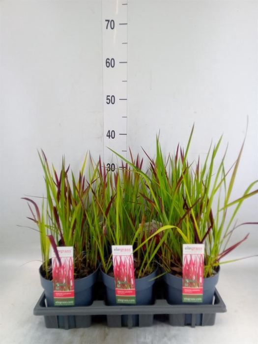 <h4>Imperata cylindrica 'Red Baron'</h4>