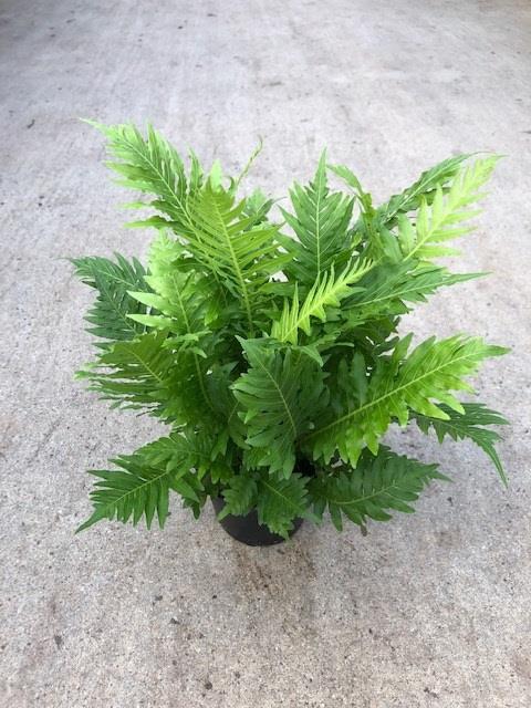 <h4>BLECHNUM GIBBUM P12</h4>