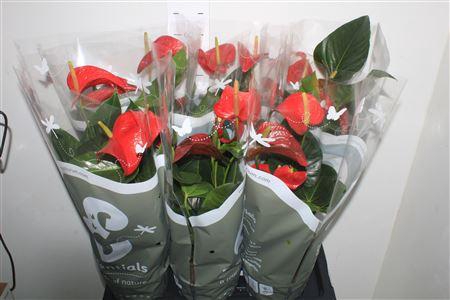 <h4>Anthu An Red Bull 3-4</h4>