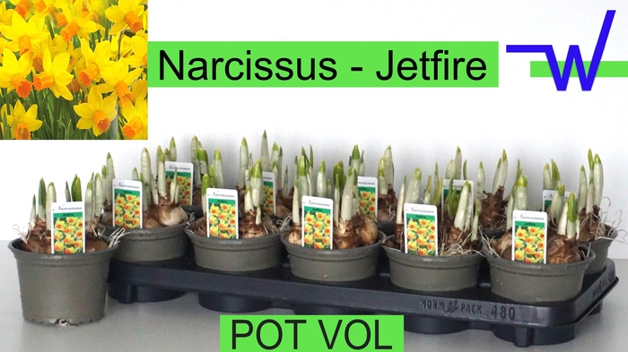 <h4>NARC C JETFIRE</h4>