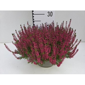 CALLU GA G FRANCA