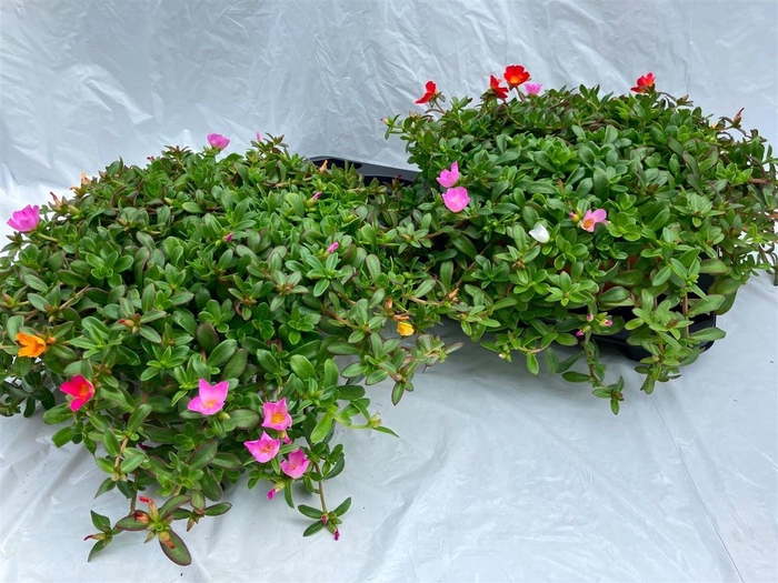 <h4>Portulaca</h4>