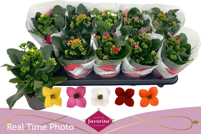 <h4>KAL EN GEM 5 KL</h4>