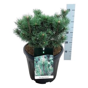 Pinus mugo 'Columnaris'