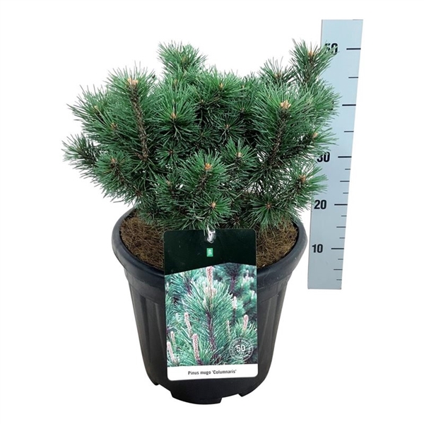 <h4>Pinus mugo 'Columnaris'</h4>