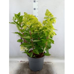 Hydrangea pan.