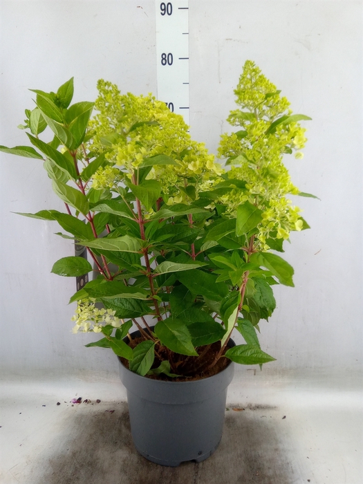 <h4>Hydrangea pan.</h4>