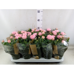 Rosa  'Adele Kordana Grande'