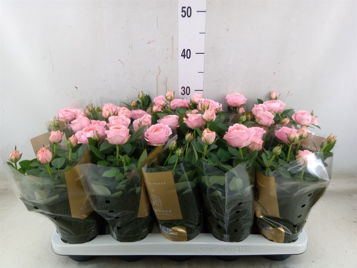 <h4>Rosa  'Adele Kordana Grande'</h4>