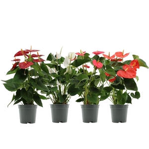 Anthurium 17 cm 4 color mix in transparant sleeve