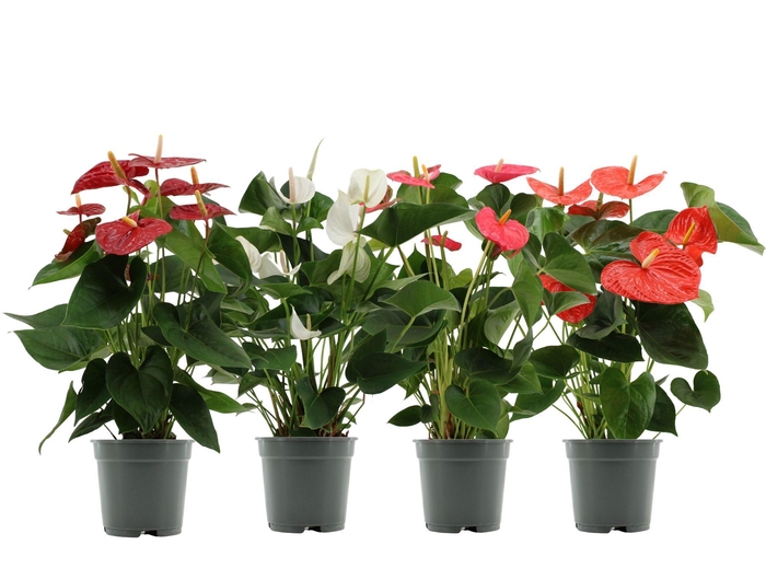 <h4>Anthurium 17 cm 4 color mix in transparant sleeve</h4>