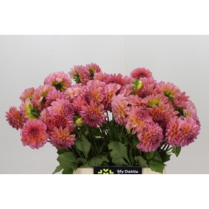 Dahlia Pink Runner
