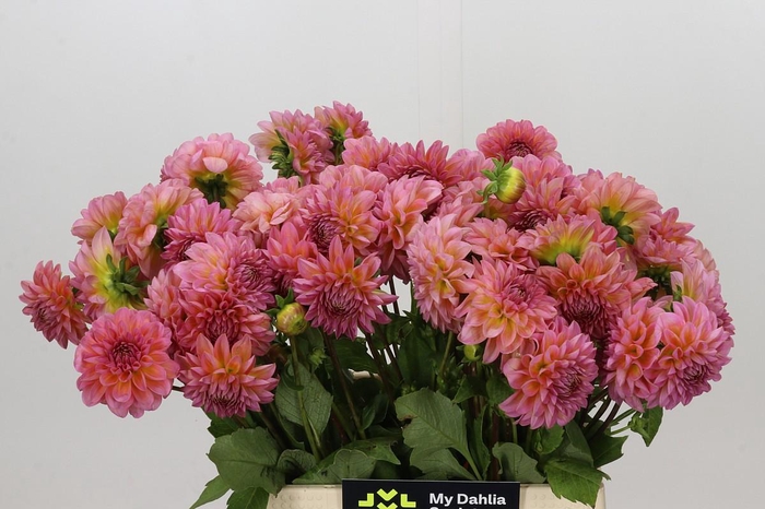 <h4>Dahlia Pink Runner</h4>