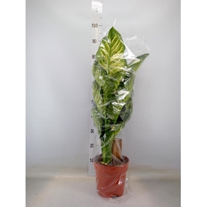 Dieffenbachia seg. 'Maroba'