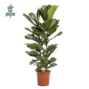 Ficus Lyrata, 2pp, p27