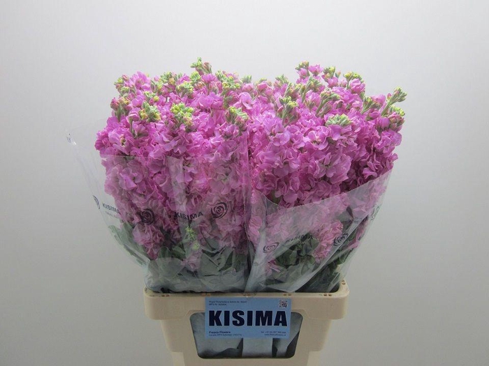 <h4>MATTH IRON PINK</h4>