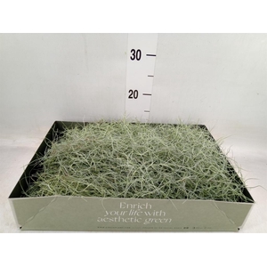 Tillandsia usneoides