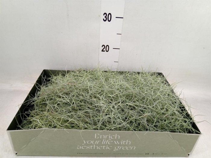 <h4>Tillandsia usneoides</h4>