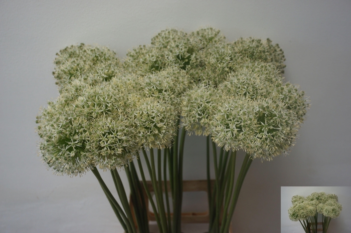 <h4>Allium Mount Everest</h4>
