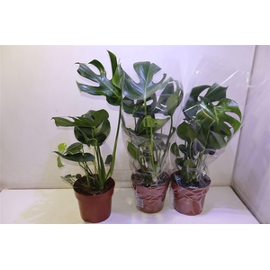 Monstera Deliciosa