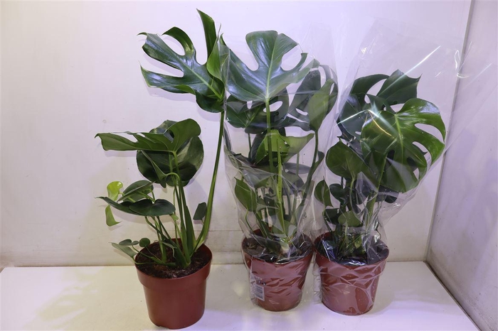 <h4>Monstera Deliciosa</h4>