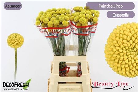<h4>Craspedia Paintball Pop</h4>