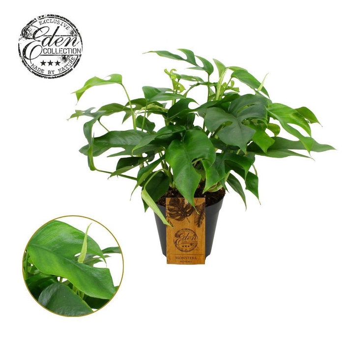 <h4>Monstera Minima 15cm</h4>