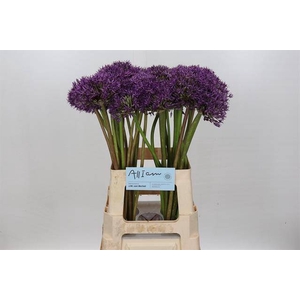 Allium jackpot