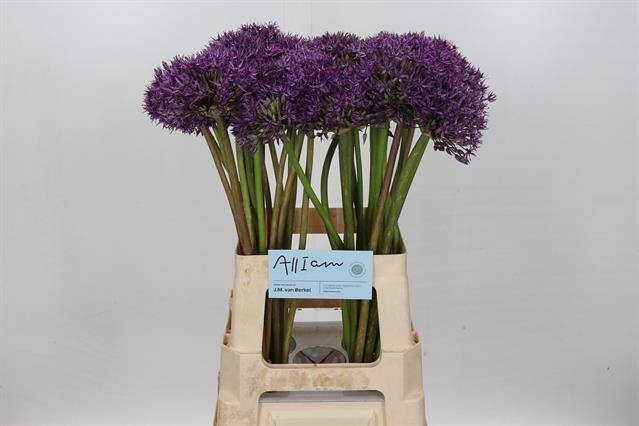 <h4>Allium jackpot</h4>
