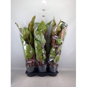 Philodendron  'Red Emerald'