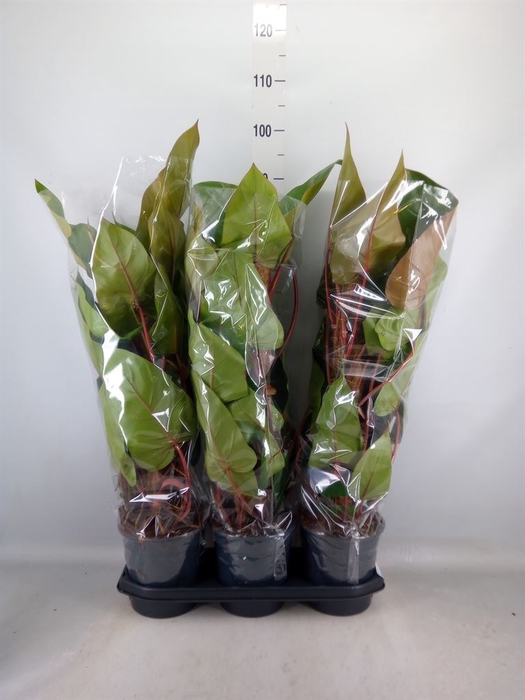 <h4>Philodendron  'Red Emerald'</h4>