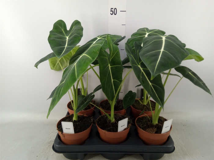 <h4>Alocasia   ...</h4>